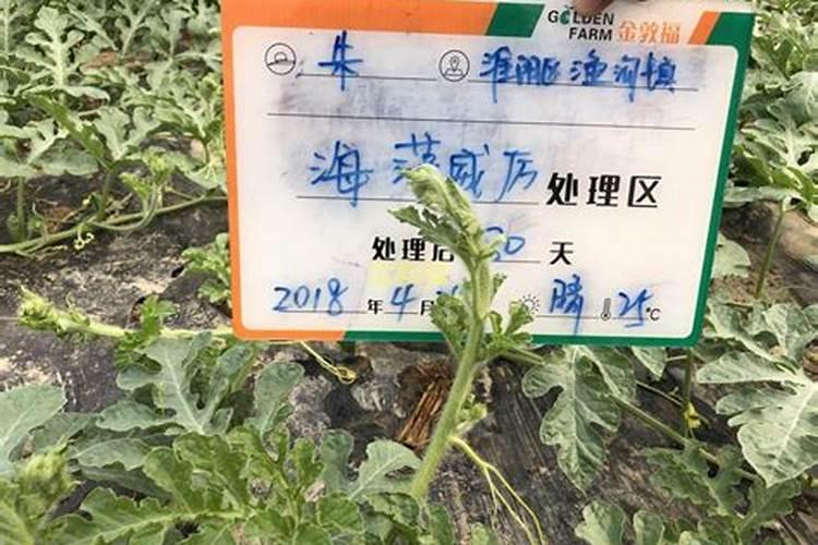 施肥后天热可以浇水吗