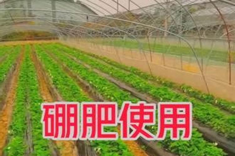 大葱用哪种水溶肥效果好？大葱根茎块膨大剂有哪些？
