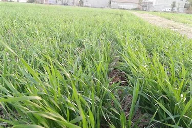 小麦孕穗期可以施肥吗怎么增施能增产