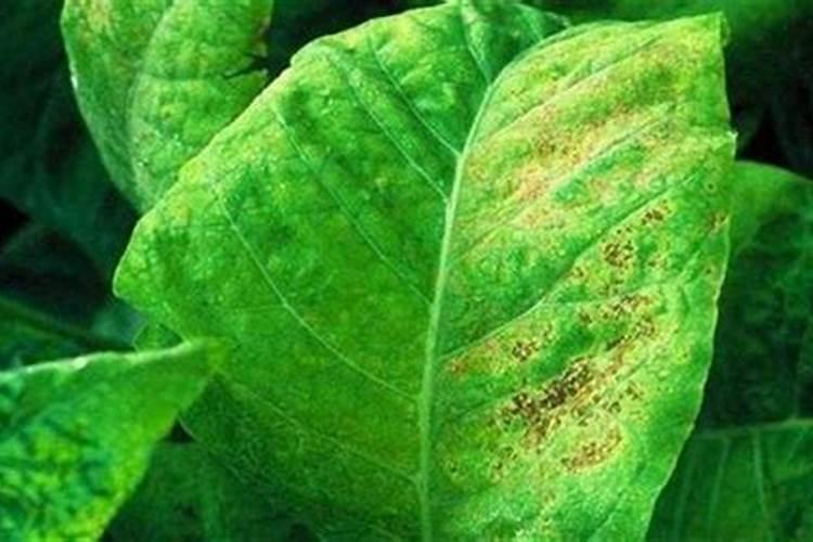 莴笋生长过程中需要打底叶吗？那样会使它长的更高吗