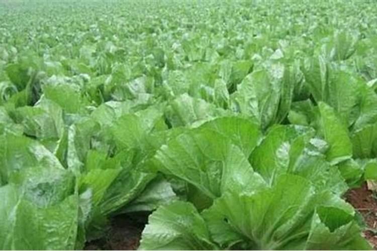 小麦为什么要喷锌肥 小麦缺锌的危害及喷锌方法