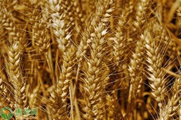 生产水溶肥需要办理哪些证件手续合法