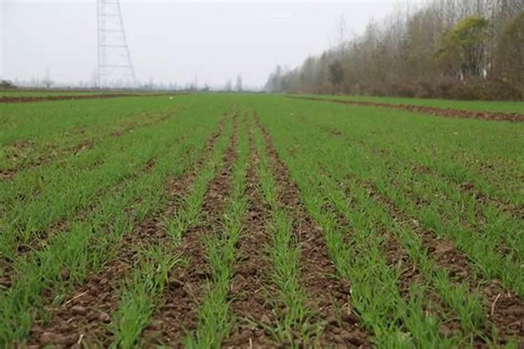 农保威叶面肥多少钱瓶