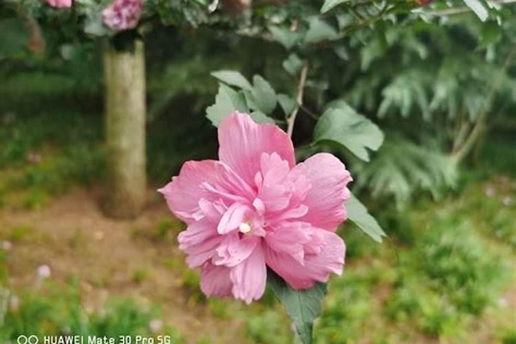 木槿花施什么肥