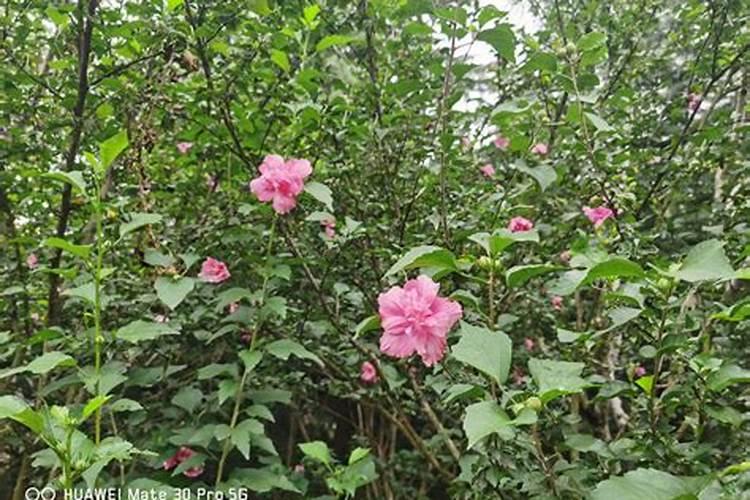 木槿花需要什么肥料