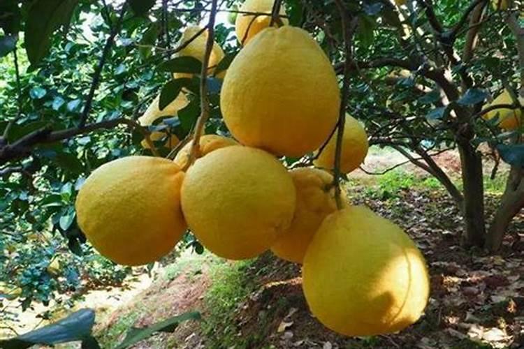 沙田柚在着色期的时候施肥时间是什么时候？还有施什么样的肥料科学？