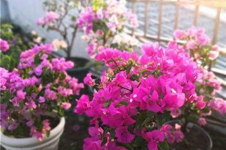 很多人都说番茄采用滴灌效果好,为什么呢？