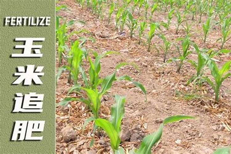 玉米控旺、追肥有讲究,先控旺还是先追肥？农户们顺序别弄错了