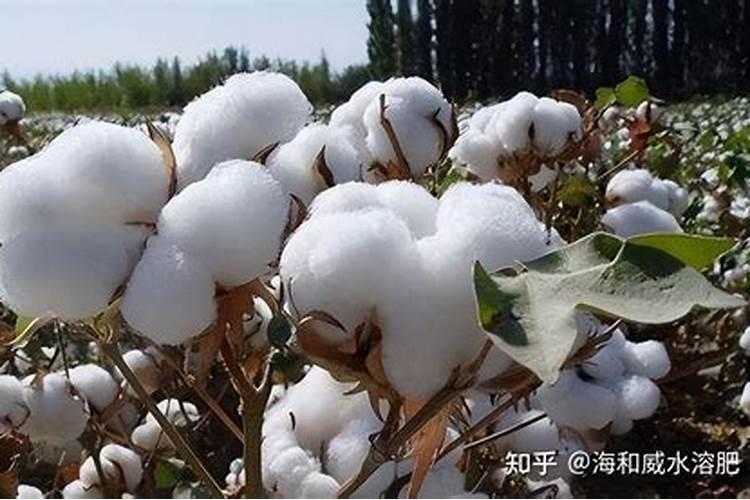 高塔复合肥的肥效长么 高端化肥的主导产品