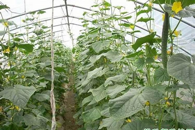 黄瓜缺钙如何解决？如何给黄瓜补充钙元素？