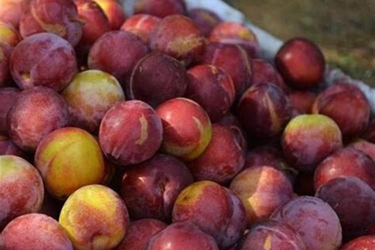 东北种一垧地,种玉米收入多少？