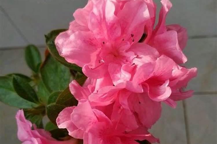 硫酸钾复合肥不能乱用,硫酸钾二铵尿素怎样配高钾肥