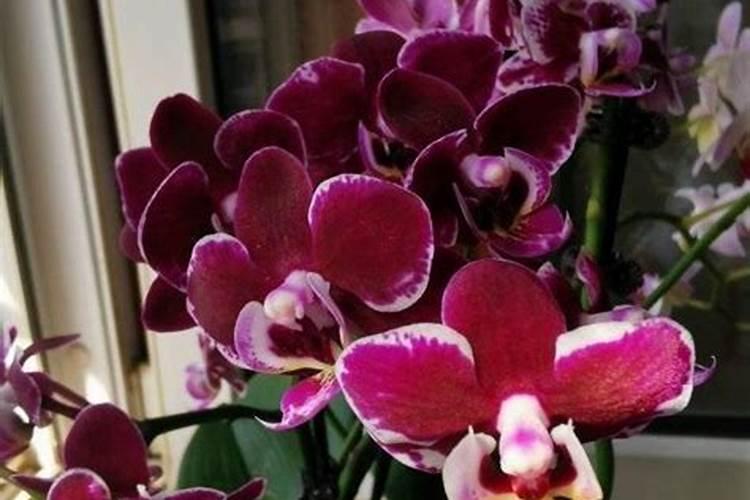 蝴蝶兰底肥放什么肥好