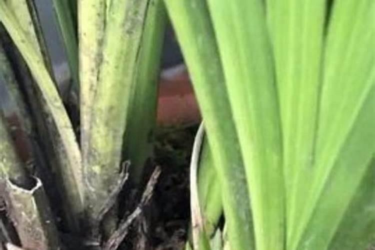 大花蕙兰怎么施肥