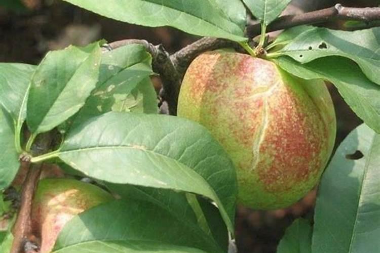 怎么把肥肉练成肌肉