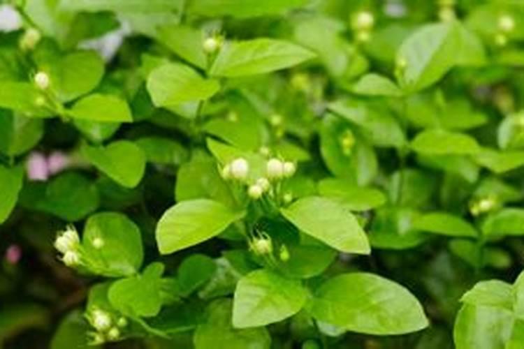 茉莉花施什么肥开花多