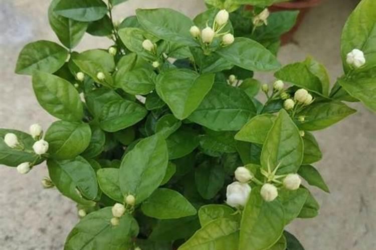 茉莉花施什么肥开花多