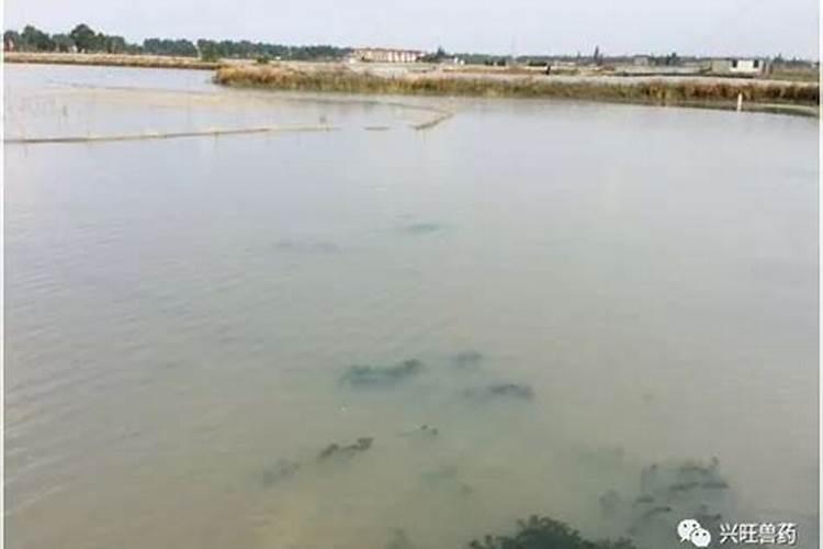 钙肥和吡虫啉能混用吗