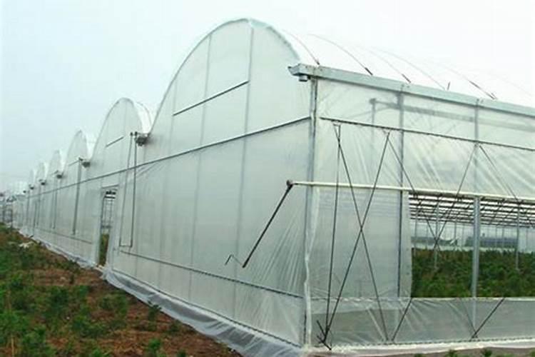 观音菜什么时候种植