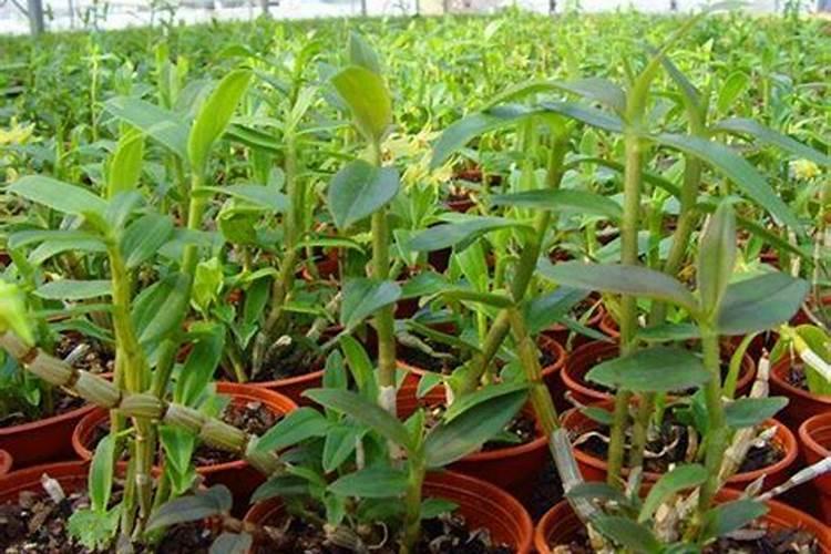 辣椒秧苗可以使用粒粒硼肥吗视频？