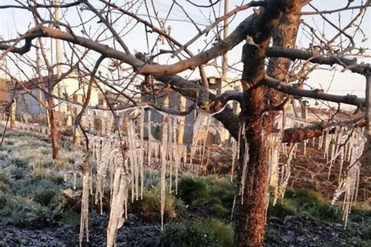 龙眼幼树的施肥原则及方法