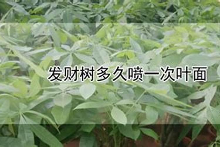 怎样使发财树叶子更绿