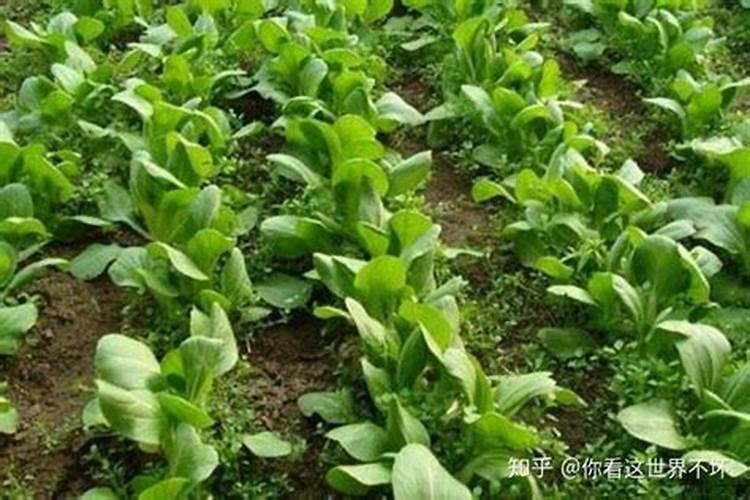 豆饼肥属于氮肥还是磷钾肥