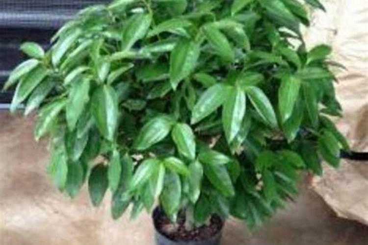 邢台肥料颗粒厂有哪些