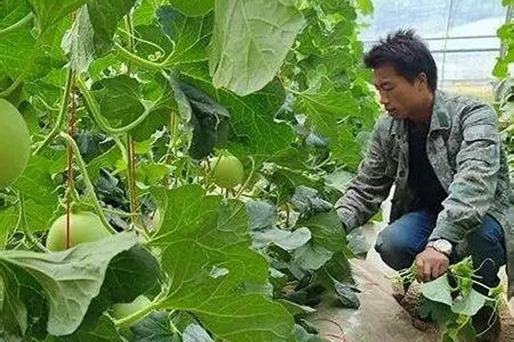 甜瓜苗期管理技术:怎样让甜瓜苗长得粗壮？