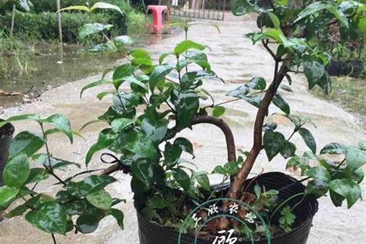 7月份大葱追肥用啥肥好