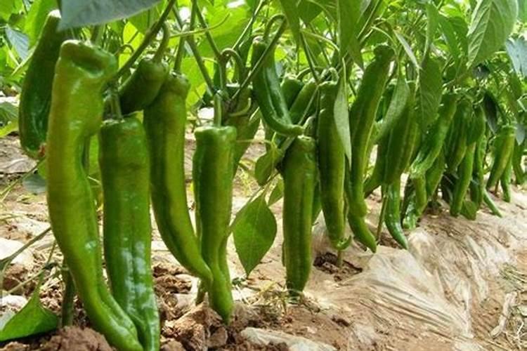 栀子花上有黑色的虫子怎么办