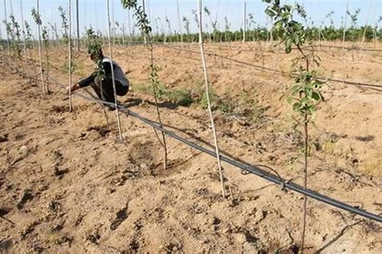 油菜如何喷施硼肥？油菜施硼肥注意事项？