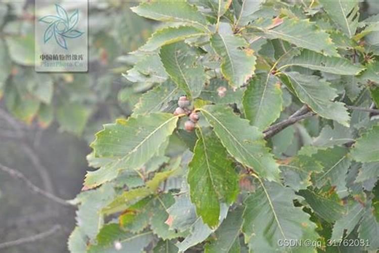 格鲁克水溶肥是进口的吗