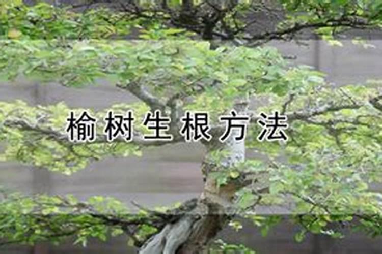 榆树下山桩的栽培技巧,根部怎么处理