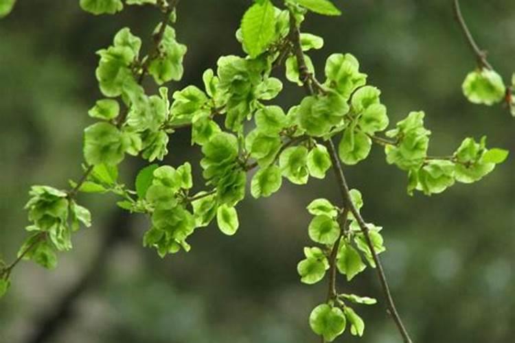 花皮榆树下山桩根部怎么处理