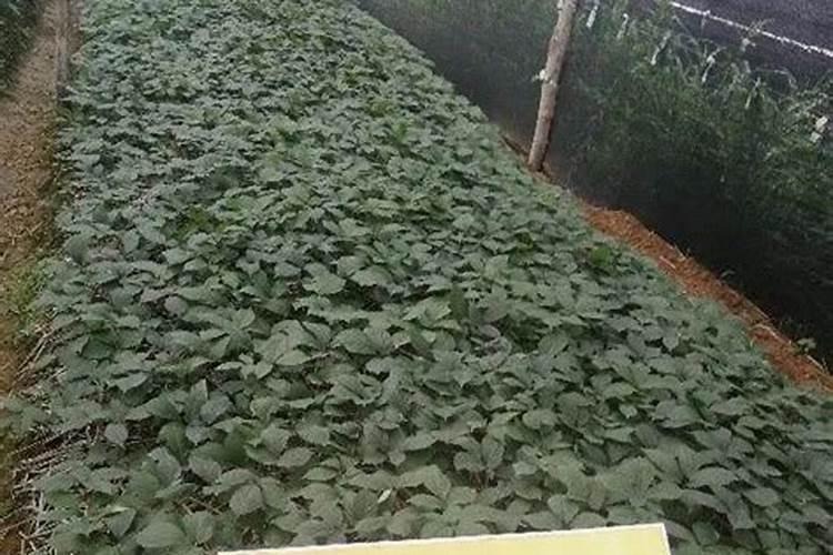 千里光的功效与作用