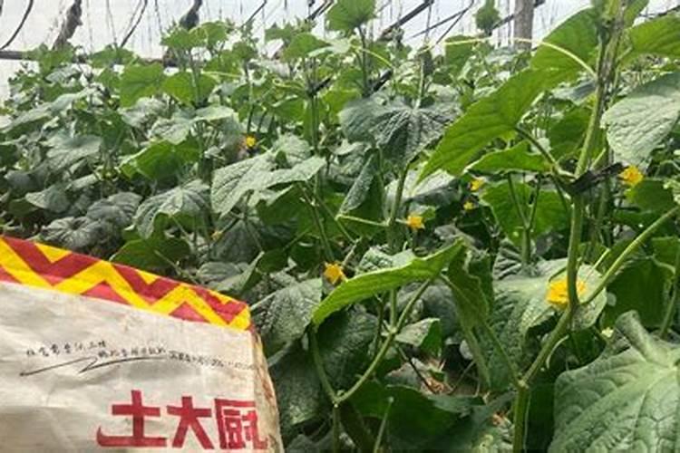 常见中微量元素肥料有哪些？看完记得收藏!