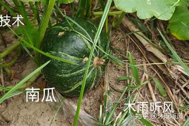 柑橘树怎么施肥