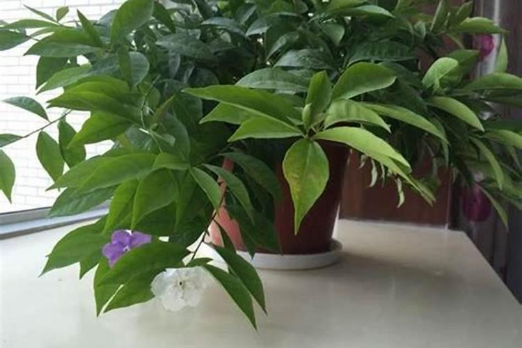 用啤酒草木灰白醋红糖兑的水来喷洒红薯,真的会有效果吗