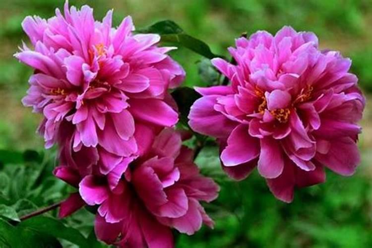 中双9号特征特性