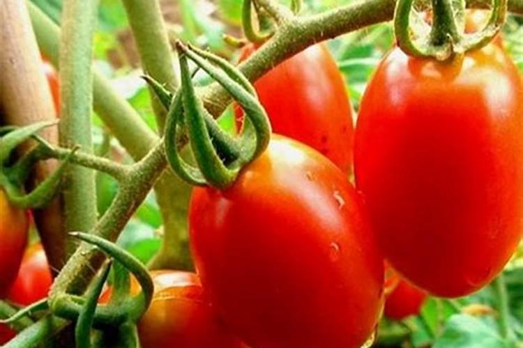 夏黑葡萄转色后期用什么肥料好