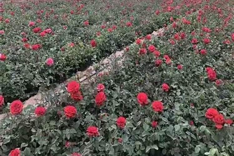 月季怎样喷施叶面肥？