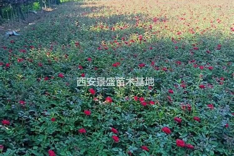 月季花如何追肥