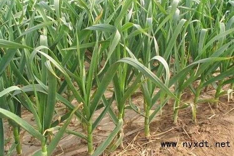 种植大蒜想优收高产？学会播种施肥防虫害,大蒜有味个头大