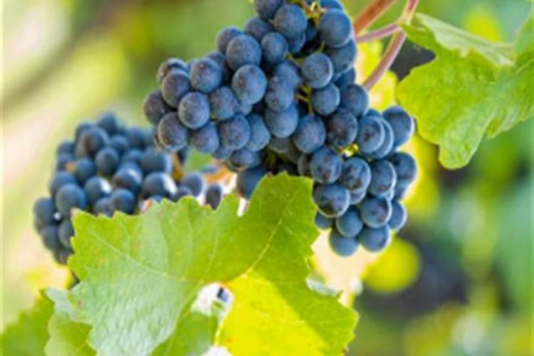 尿素化水浇肥方法,当年栽葡萄苗尿素化水浇施能行吗