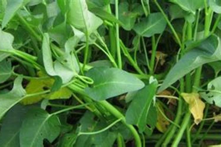 空心菜叶子发黄,根茎很细,这是什么情况呢？