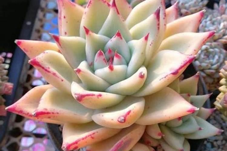 盆栽多肉植物施什么肥 该如何施肥