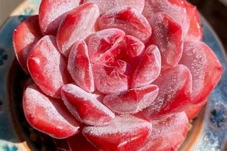 多肉植物需要什么肥料