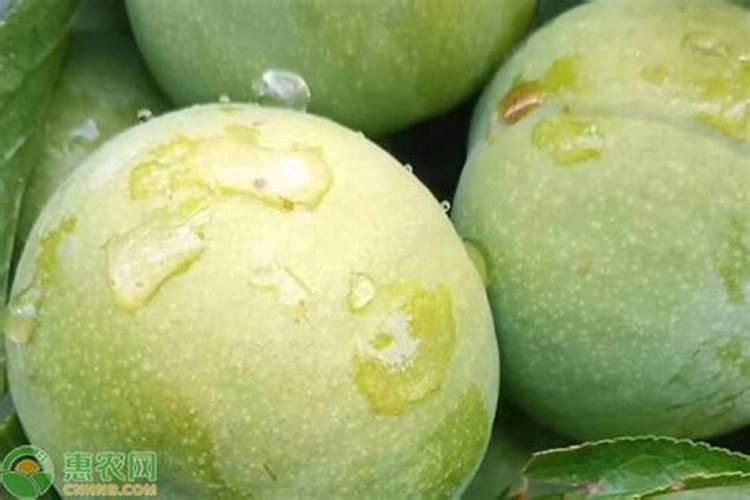 李子树用什么肥料最甜