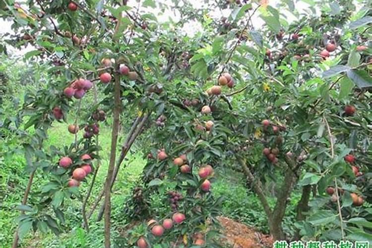 怎么做到让李子种植更经济？